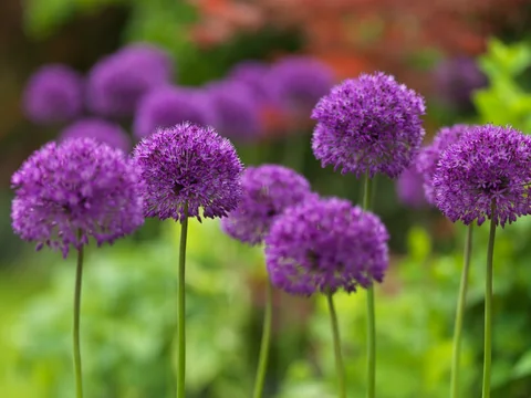 Round purple allium flower heads against a soft green background
