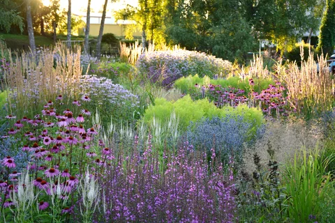 Lush border of flowering perennials and ornamental grasses in afternoon light