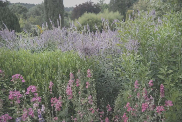 Interwoven layers of planting among airy purple and pink flowers